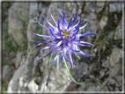 foto Fiori